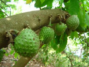 Le corossolier qui produit des fruits et des feuilles utilisés pour guérir du cancer